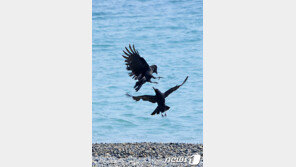 제주서 먹이찾는 까마귀, 숲 탐방객 공격…용의자는 2마리?