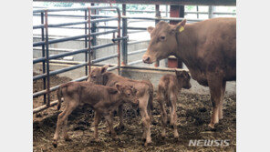 안동서 한우 세쌍둥이 출산…확률 1% 미만