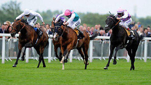 [경마 단신] 마사회, 방역종사자 대상 힐링승마 재개 外