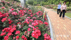 활짝 핀 장미꽃