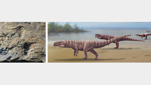 두 발로 걷는 원시악어 흔적, 세계 최초로 경남 사천서 발견