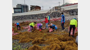 ‘바다 불청객’ 괭생이모자반, 꼼짝마!