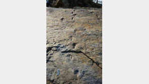 1억년전 한반도에는 두발로 걷는 3m 거대 악어가 돌아다녔다