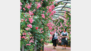 서울대공원, 100여종 장미가 활짝