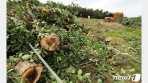 경북 문경 과수화상병 신고…가지검은마름병으로 확진