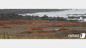 천연기념물까지 덮친 괭생이모자반…장마 겹쳐 ‘골치’