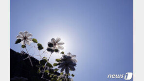 [날씨]15일 비 그치면서 일부 폭염 재개…강릉 34·대구 32도