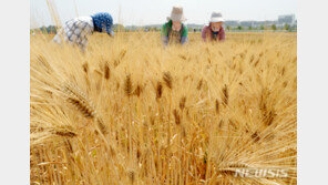 후계자 사라지는 농촌…62% “승계자 없다”