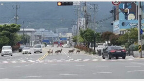 생태도시 순천 도심에 꽃사슴 무리 잇따라 발견