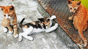 훼손된 고양이 사체, 관악구서 잇단 발견…“부검 의뢰”