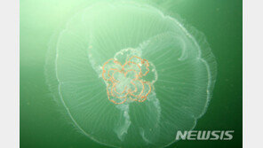 때 이른 폭염에 남해안 첫 해파리 ‘주의단계’ 특보 발령