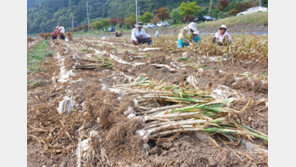 단양 황토마늘 수확