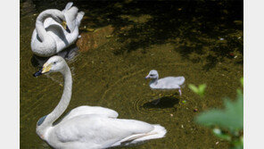 에버랜드 큰고니 커플, 24년만에 새끼 갖다