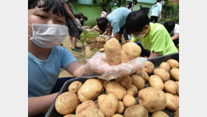 “하트감자 캤어요”