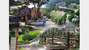 반려동물 힐링 카페 ‘다솔’, 잔디 광장에 숲길까지…여기가 ‘댕댕이 천국’