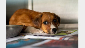 동물학대 피의자 늘어나는데 실형 선고는 단 4건 뿐이라고?