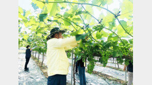 포도순 따기 봉사