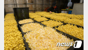 풀무원·CJ, 콩나물 가격 4.5% 인상…조용히 100원 올렸다