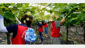 하나님의 교회, 경북 상주 포도농장서 새순 제거 일손 지원