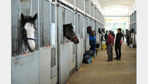 한국경마, 말산업 수혈·경주 수출…다시 심장이 뛴다