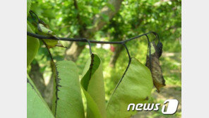“배·사과 ‘가지마름 증상’ 즉시 신고하세요”…과수화상병 ‘경계’ 격상