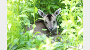 서울대공원, 멸종위기 ‘산양’ 번식 성공 …지난해 이어 두번째