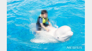 돈 내면 고래 타고 사진도…거제 씨월드 고래 학대 논란
