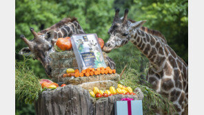 21일은 세계 기린의 날… “특식 즐겨요”