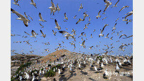 부럽다… 거리두지 않고 자유롭게 나는 그들