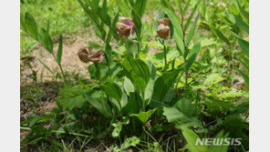 경북 영양서 멸종위기종 복주머니란 서식지 최초 발견