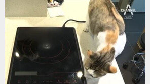 주인 없는 사이 반려묘 인덕션 작동해 불…‘이것’이 대형 화재 막았다