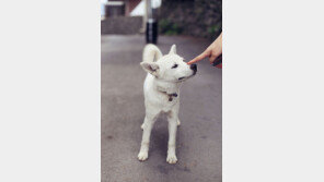 인천시, 전국 최초로 코로나19 확진자 반려동물 임시 보호소 운영