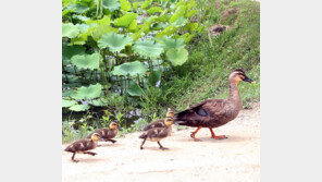 미운 오리 새끼[고양이 눈]