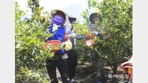 달콤한 블루베리 수확