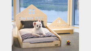 ‘견생샷’부터 맞춤 팻케어까지, 진화하는 호텔 펫팸족 서비스