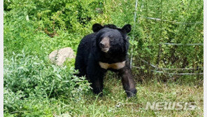 말썽꾸러기 ‘반달가슴곰’ 영동군 양봉농가서 꿀 빨다 덜미