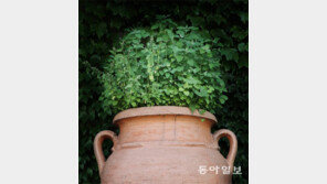 초록 인사[고양이 눈]