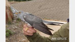 여름철새 뻐꾸기, 1만㎞ 떨어진 아프리카에서 월동 후 찾아와