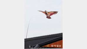 바람을 타고[고양이 눈]