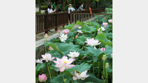 만개한 연꽃… 꽃만큼 환한 연잎