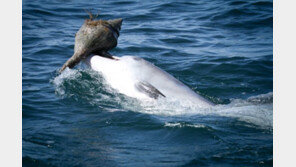 돌고래 집단의 생존비결 ‘기술 공유’…물고기 낚시법 서로 가르쳐