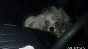 차 안에 1년 넘게 방치된 강아지…쓰레기에 심한 악취까지