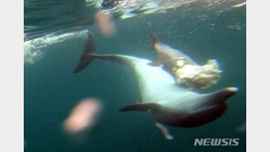 ‘돌고래의 모성애’…수과원, 죽은 새끼 업고 다니는 어미 포착