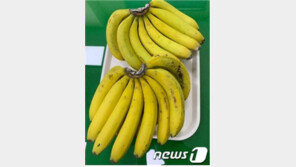 삼척서 열대 과일 바나나 열렸다…강원도 첫 수확