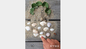 바다의 소원[고양이 눈]