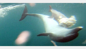 죽은 새끼 못 보내는 ‘돌고래의 모정’