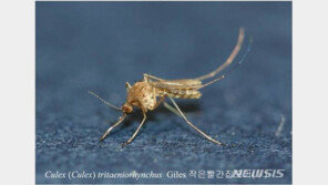 경북에서 뇌염모기 첫 발견…작년보다 1개월 빨라