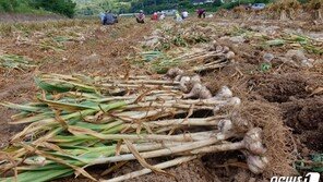 올해 마늘 생산량 35만톤, 전년비 9.6% 감소…“가격상승 예상”