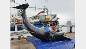 속초서 그물에 걸린 ‘바다의 로또’ 밍크고래…4천만원 예상