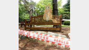 친구가 필요해요[고양이 눈]